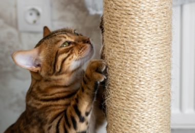 Sete itens essenciais para seu gato viver bem e feliz