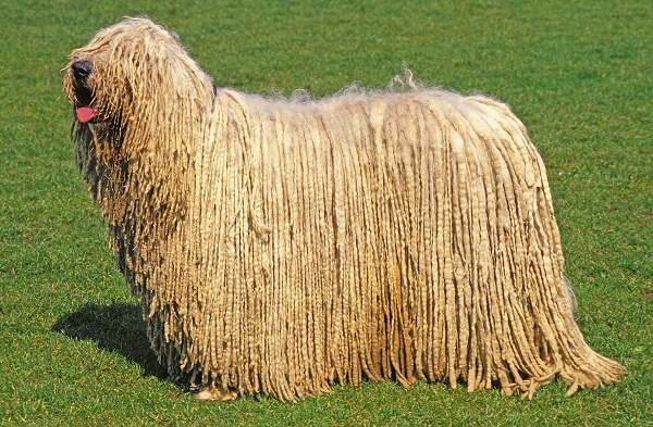 Komondor na grama