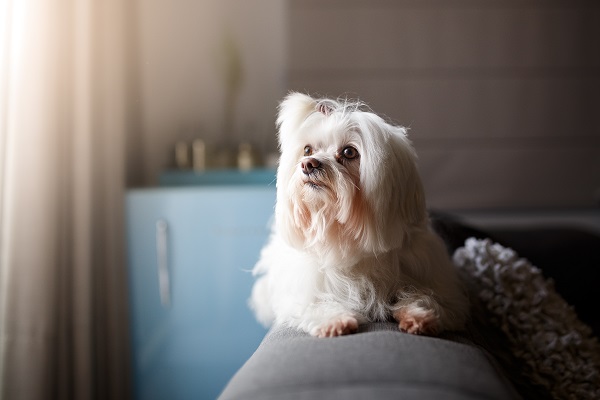 Lhasa Apso apreciando vista da janela enquanto se deita no sofá