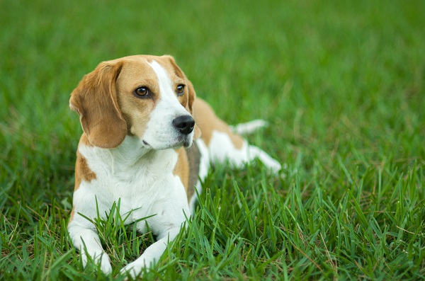 Beagle deitado na grama