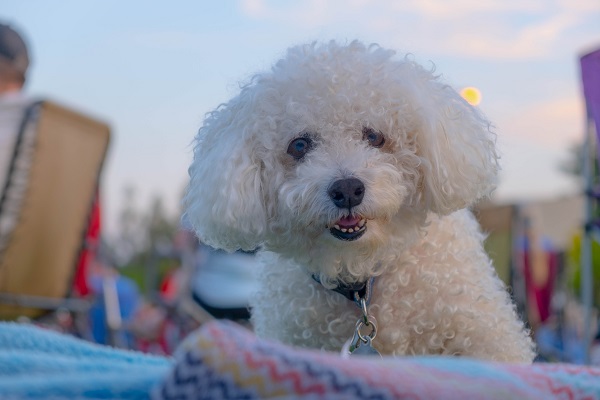 Bichon Frisé branco
