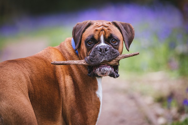 Boxer segurando graveto
