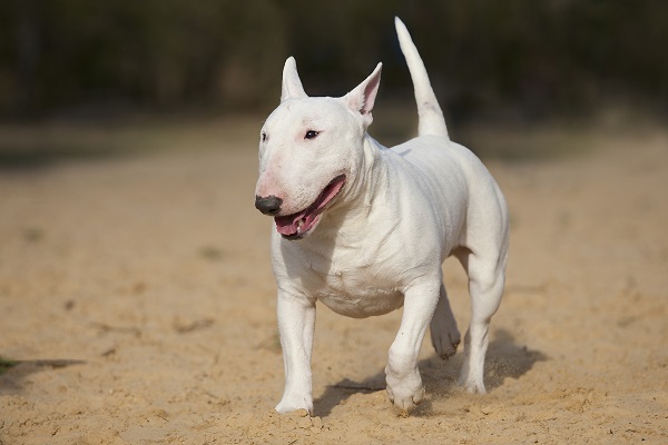 Bull Terrier caminhando