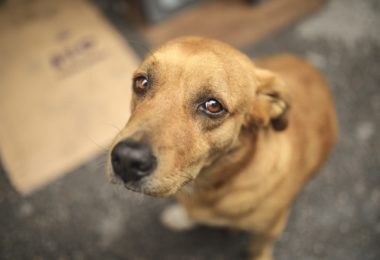 Câmara de SP aprova criação de CPI para investigar maus tratos a animais