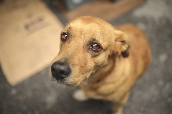 Cachorro caramelo em situação de rua