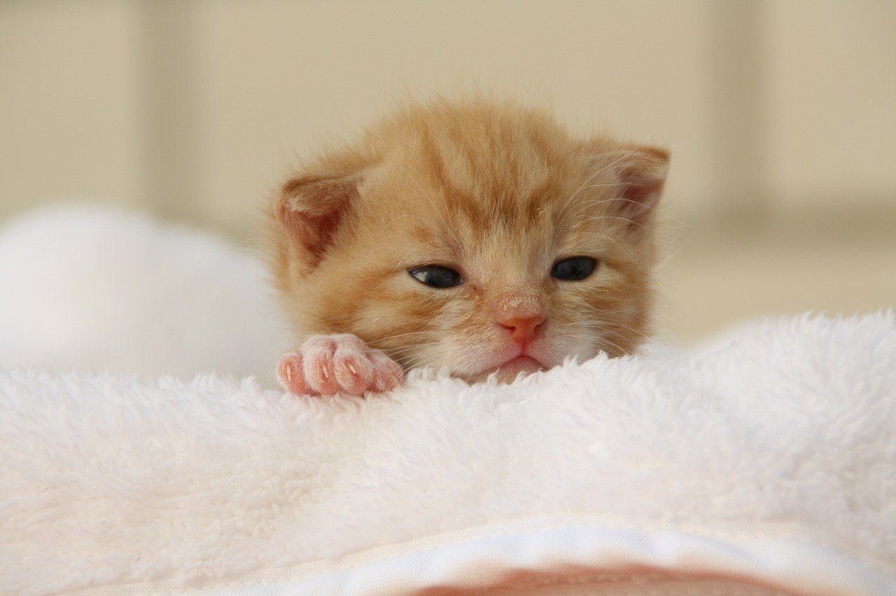 Filhotes de gatos: cuidados para um crescimento saudável