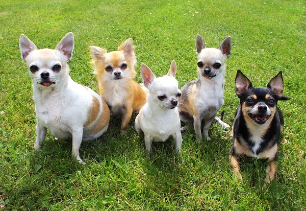 Cores de chihuahua: conheça quais existem!
