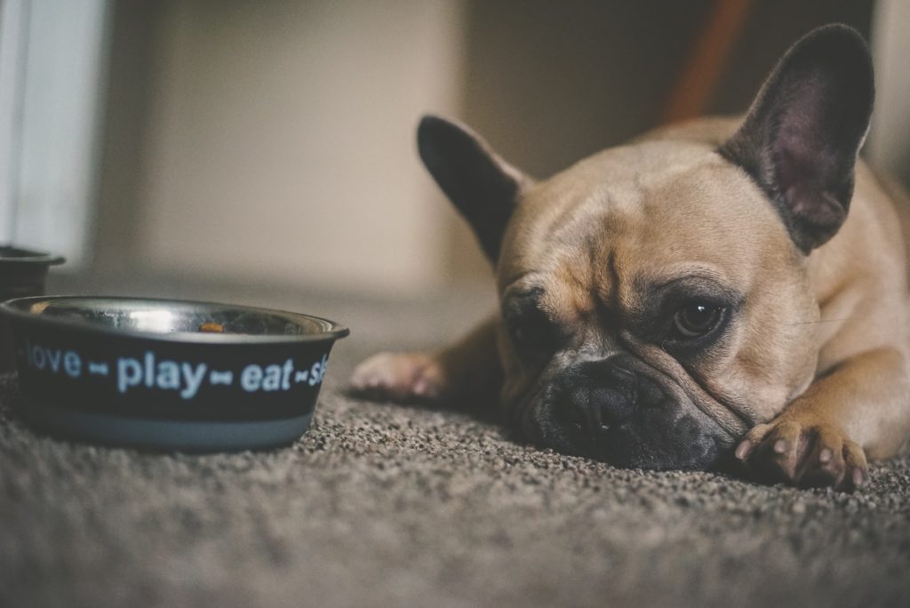 Buldog Francês deitado ao lado do seu pote de ração.