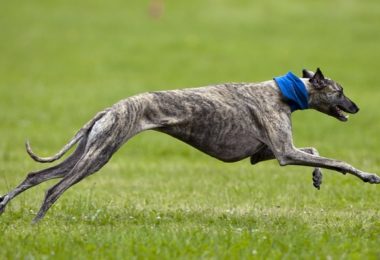 Corrida de galgos é proibida no Rio Grande do Sul
