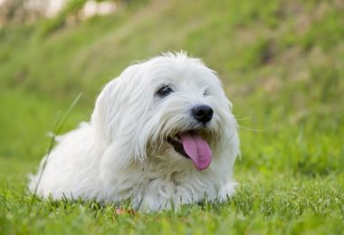Coton de Tulear – Principais doenças
