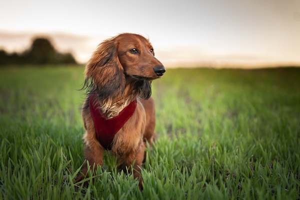 Dachshund de pelo longo na grama