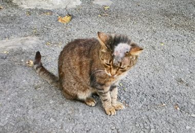 Esporotricose em gatos: o que é, causas, tratamento e prevenção