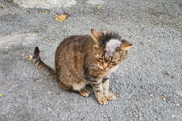 Esporotricose em gatos tem cura e posse responsável é chave para prevenção