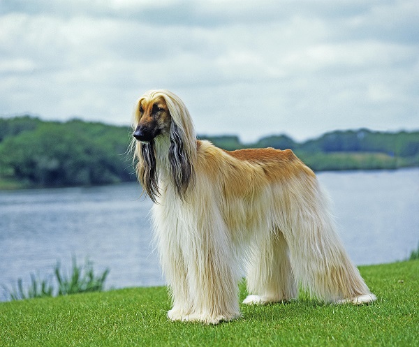Galgo Afegão apreciando paisagem do lago