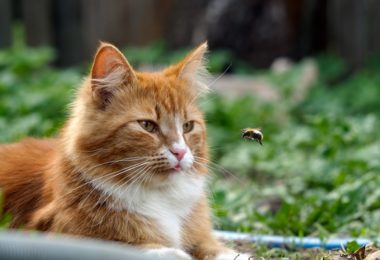 O que fazer com gato picado por abelha?