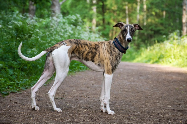 Galgo Inglês, ou Greyhound, andando pelo parque