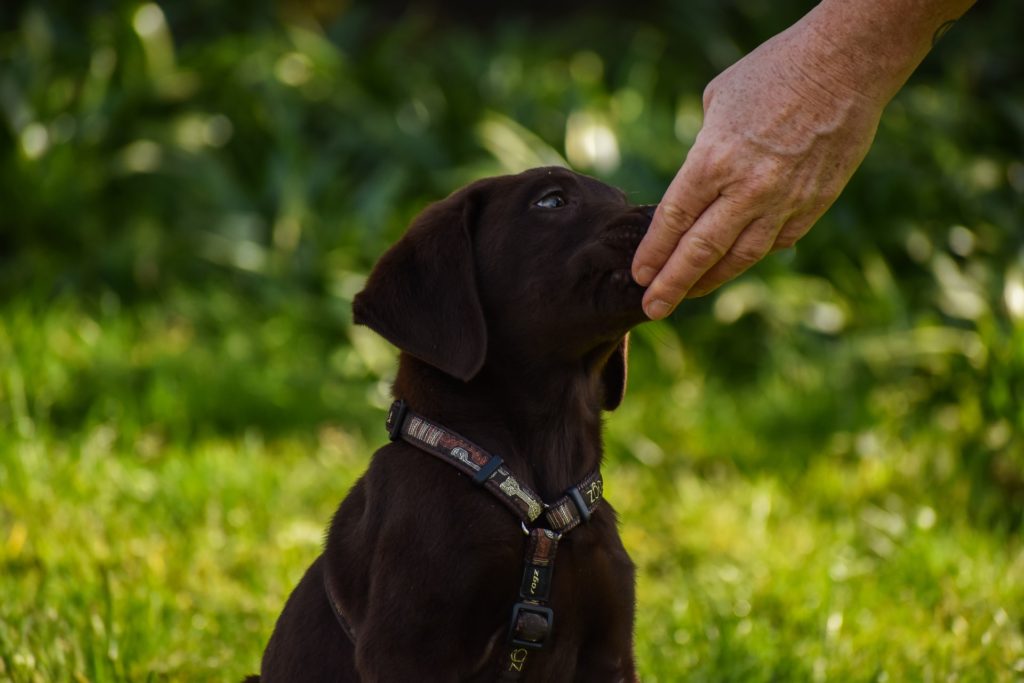 cachorro preto sentado recebendo comida do seu dono