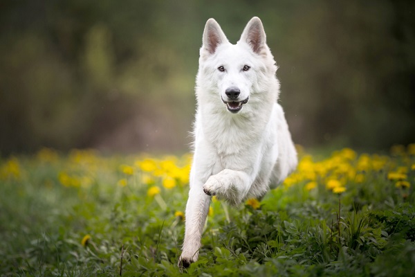 Pastor Branco Suíço: saiba tudo sobre a raça! - Blog AZ Petshop - Dicas  para cuidar do seu pet!