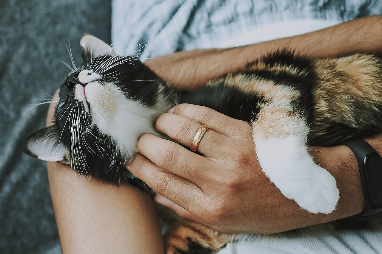 Por que gatos ronronam? Descubra a importância dessa ação