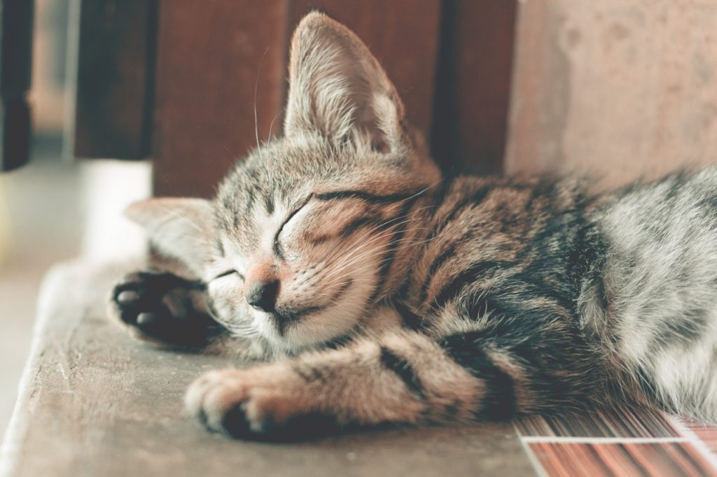 gato dormindo