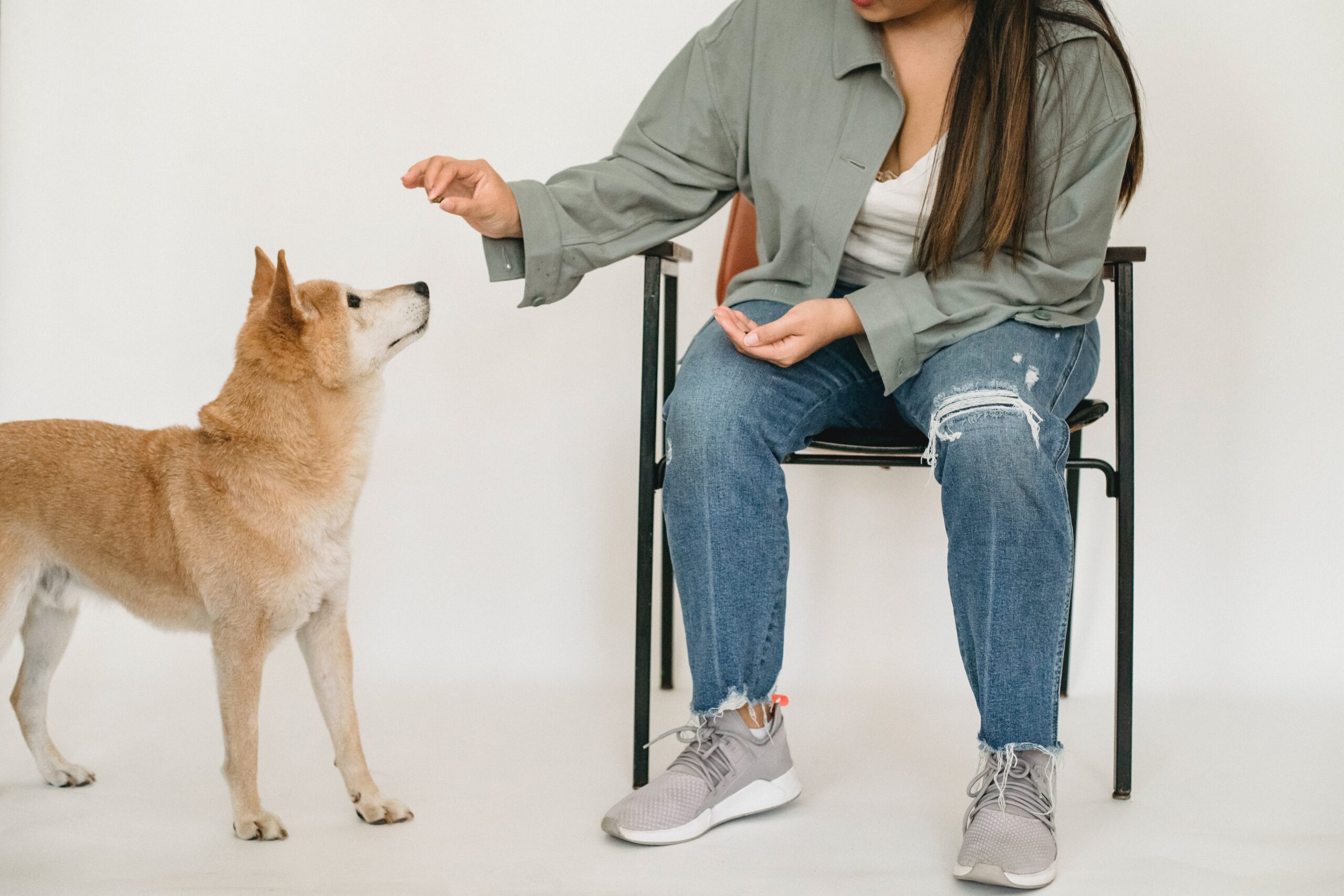 Cachorro pode comer beterraba? Bons legumes para seu pet