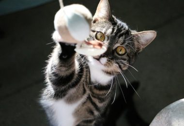 Quanto tempo um gato deve se exercitar?