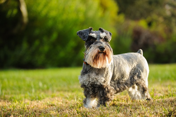 Schnauzer na grama