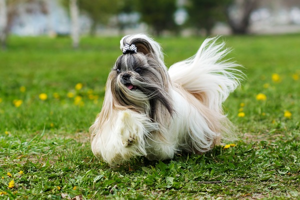 Shih Tzu correndo em parque