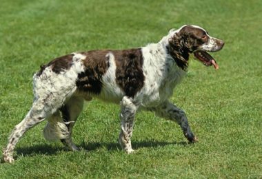 Spaniel Francês – Principais doenças