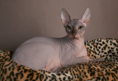 Sphynx – Principais doenças