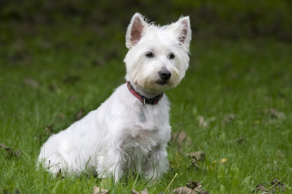 West Terrier atento na grama