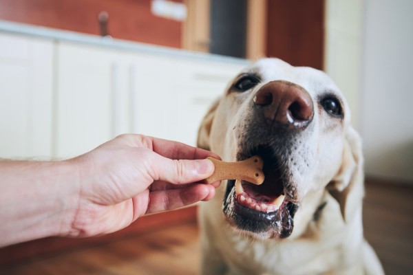 Cachorro comendo petisco