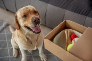 Cachorro olhando uma caixa com produtos