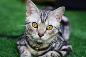 gato americano de pelo curto deitado