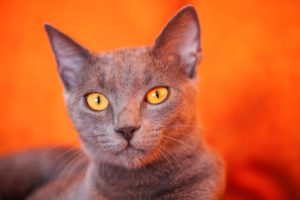 gato azul russo deitado olhando diretamente para a câmera