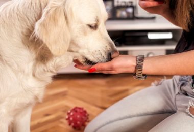 Ração para cães adultos Hill’s (Review)