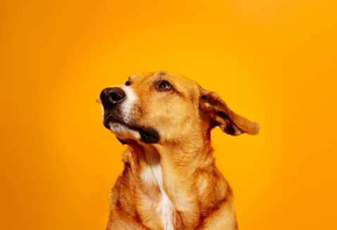 Abril Laranja: mês da conscientização sobre maus-tratos contra animais