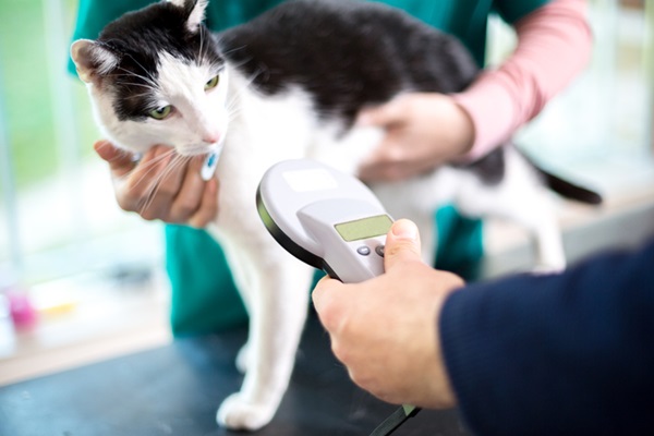 Médico-veterinário realizando leitura de microchip em gato.