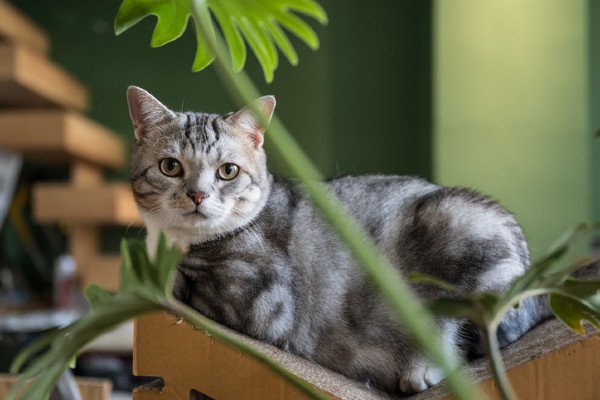 American Shorthair deitado