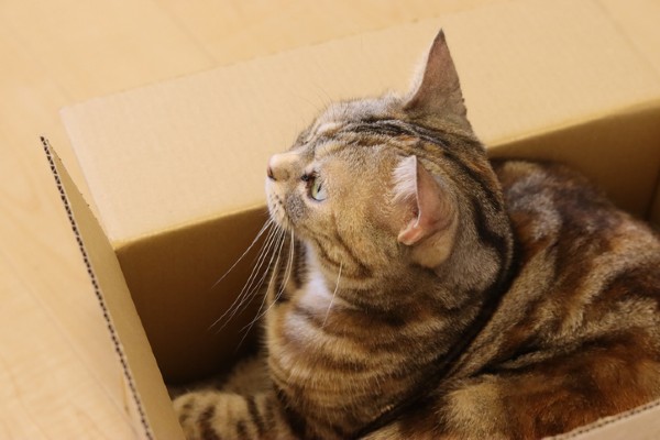 American Shorthair dentro da caixa