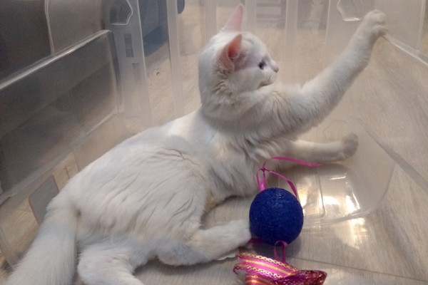 Angorá Turco brincando
