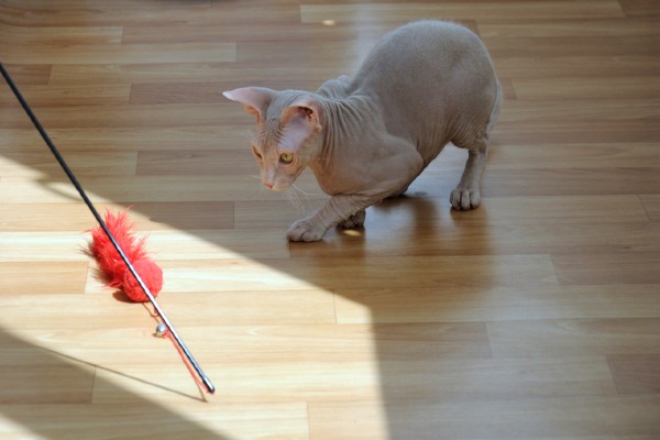 Cornish Rex brincando