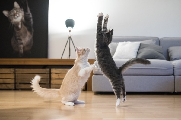 Dupla de Maine Coon brincando