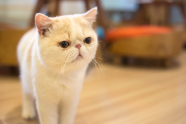 Exotic Shorthair em pé