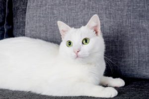 gato angorá turco deitado em um sofá