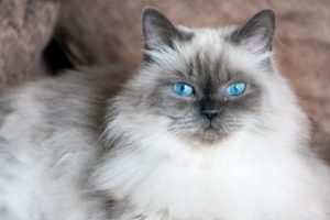 gato himalaio deitado