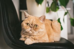 gato exótico deitado em uma cadeira