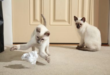 Raças de gato que gostam de brincar