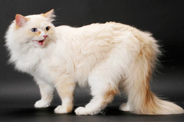 Ragamuffin branco