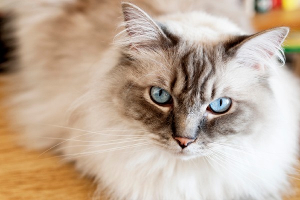 raças de gato peludo conheça o nosso top 5 petlove